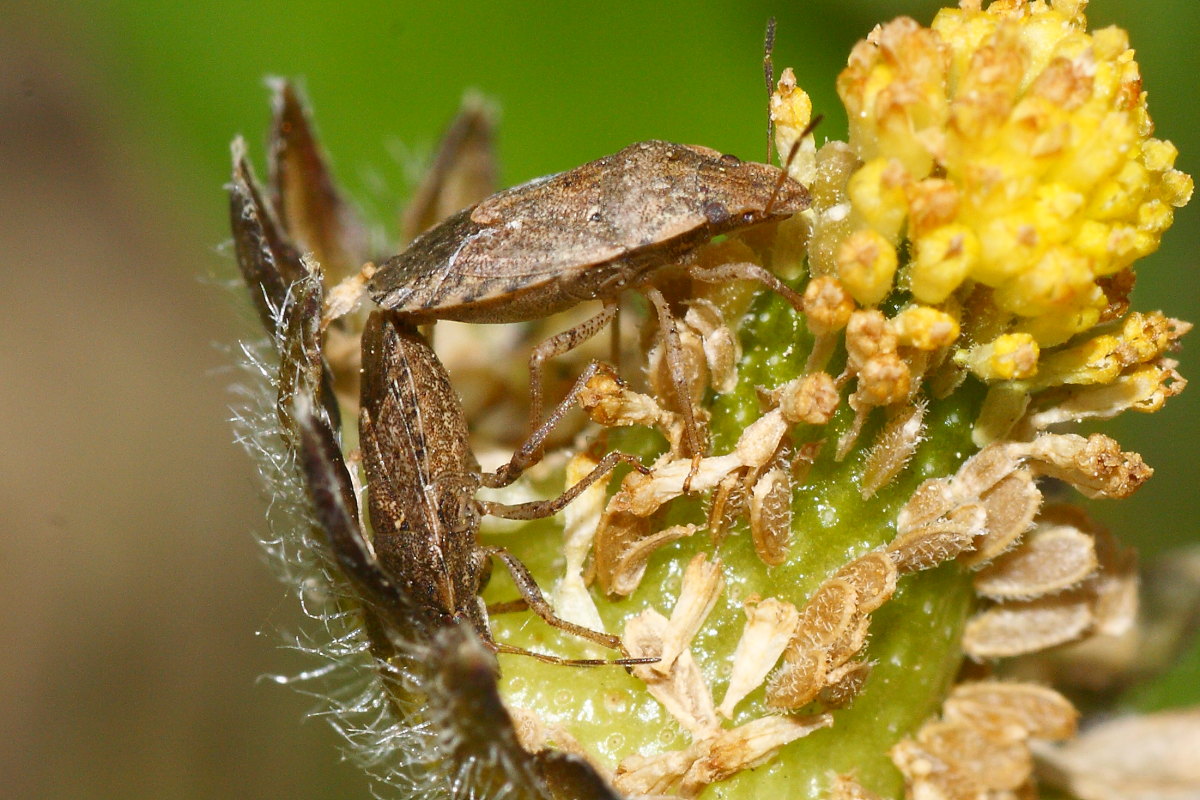 Pentatomidae: Scicoris sp. delle Marche (AN)