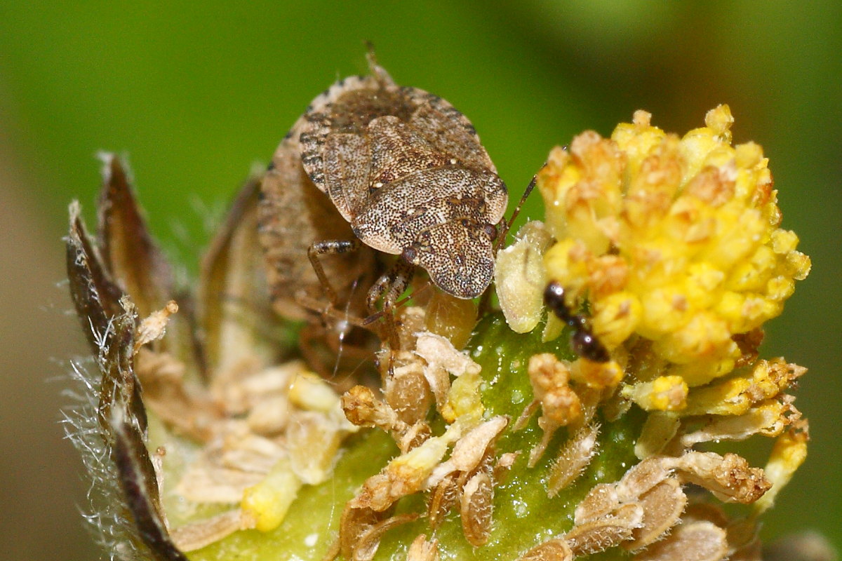 Pentatomidae: Scicoris sp. delle Marche (AN)