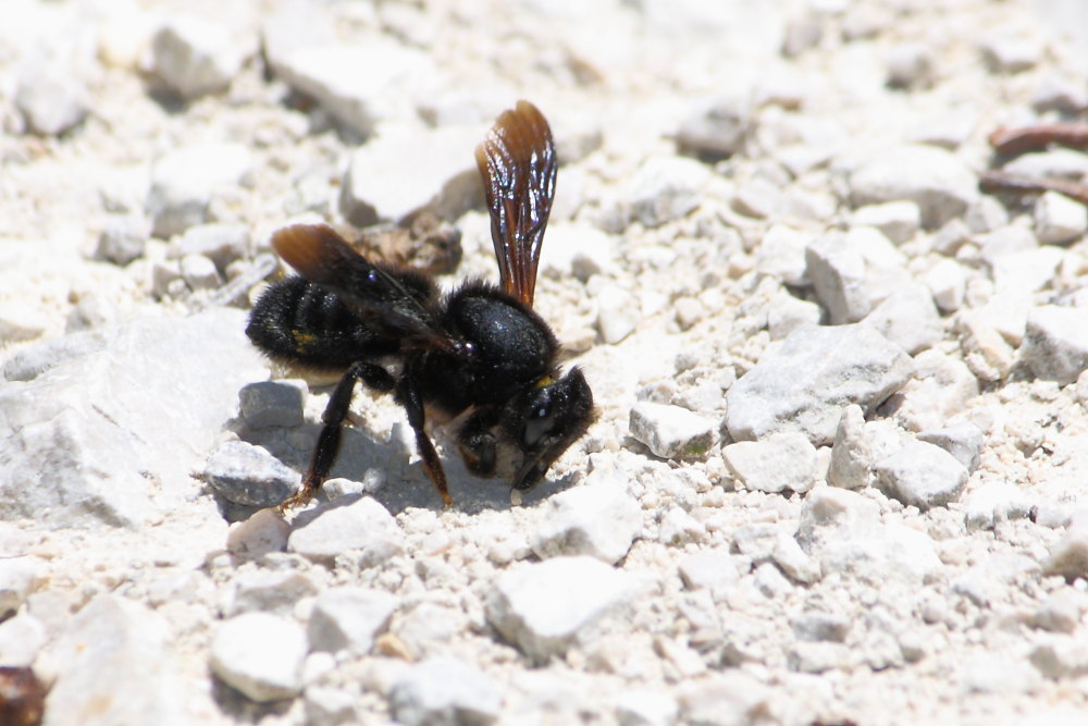 Chalicodoma parietina [Apidae Megachilinae] che raccolgono terra