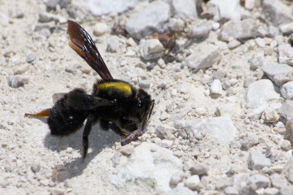 Chalicodoma parietina [Apidae Megachilinae] che raccolgono terra