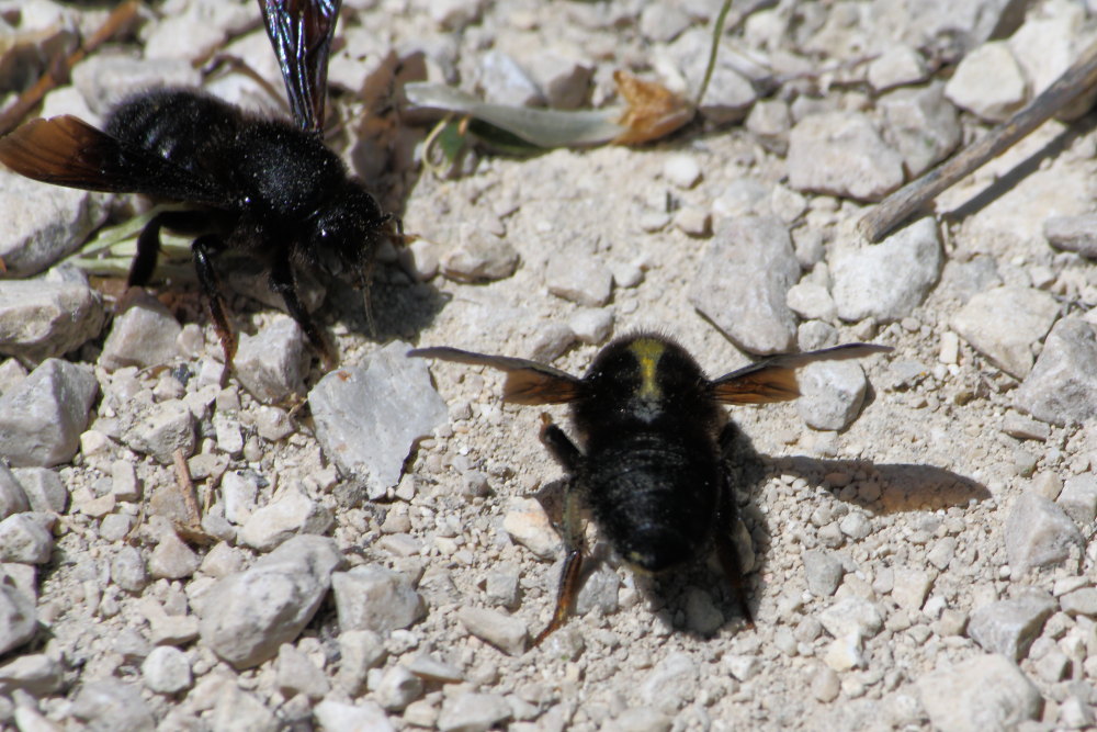 Chalicodoma parietina [Apidae Megachilinae] che raccolgono terra