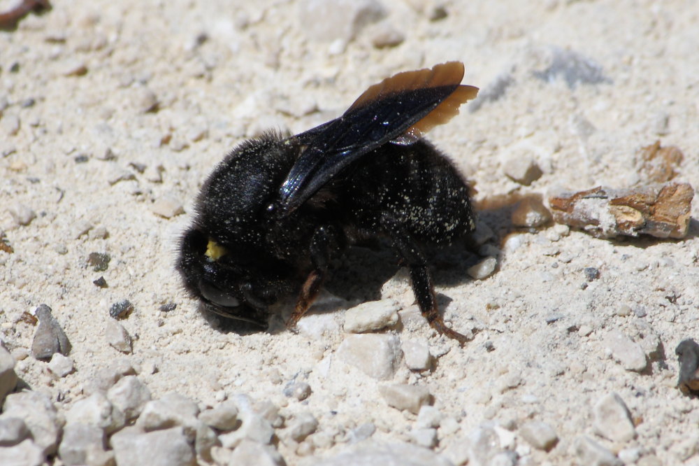 Chalicodoma parietina [Apidae Megachilinae] che raccolgono terra