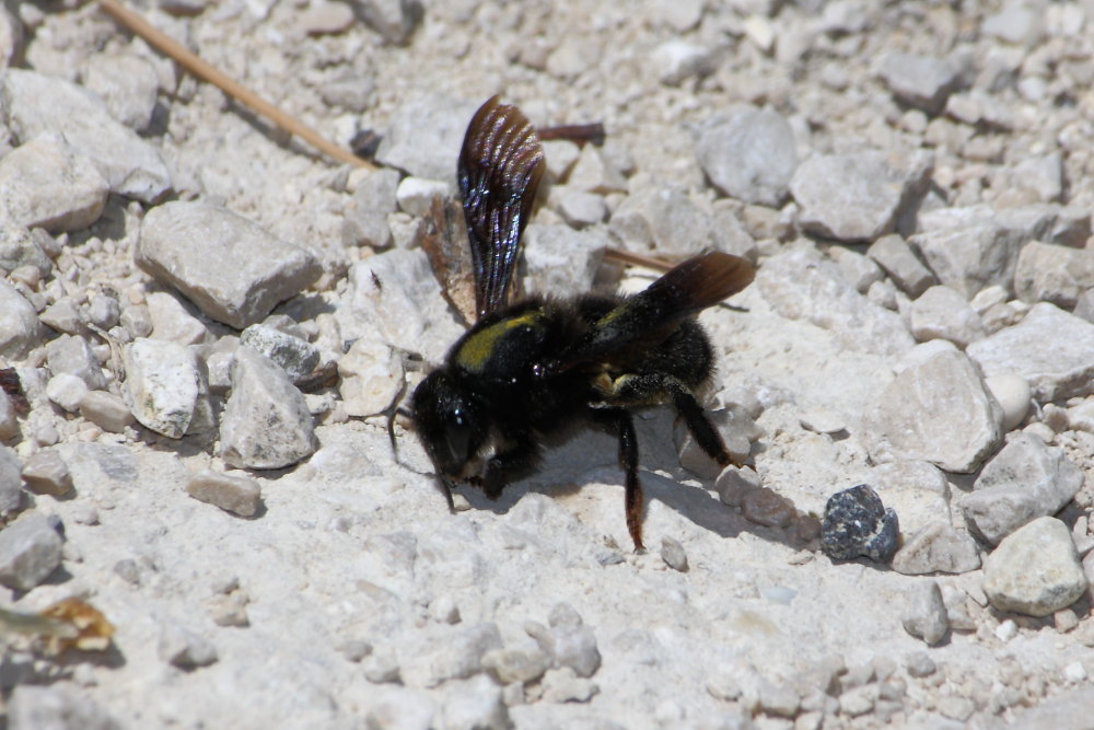 Chalicodoma parietina [Apidae Megachilinae] che raccolgono terra