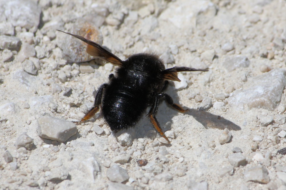 Chalicodoma parietina [Apidae Megachilinae] che raccolgono terra