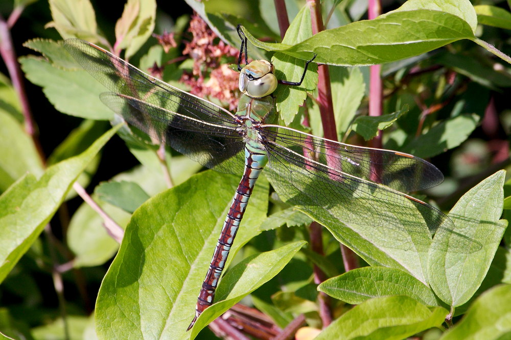 Anax imperator?