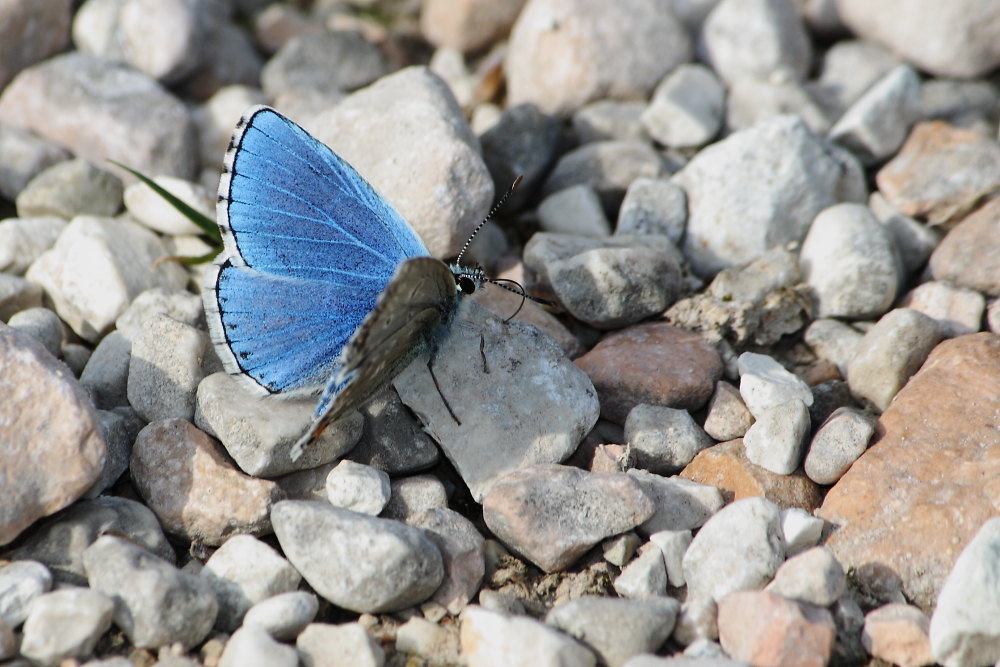 Polyommatus bellargus ?