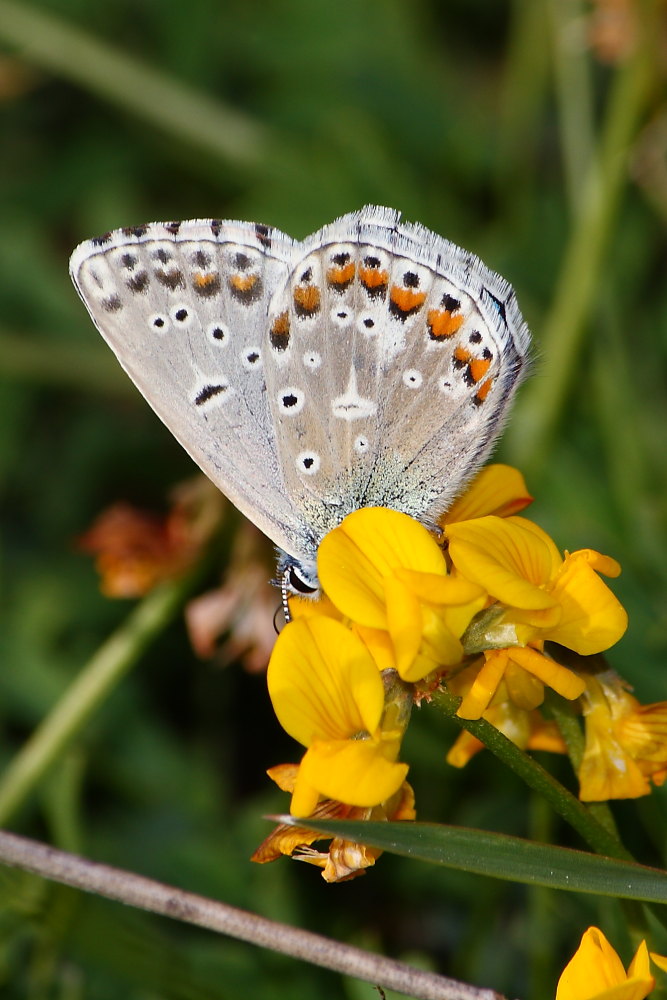 Polyommatus bellargus ?