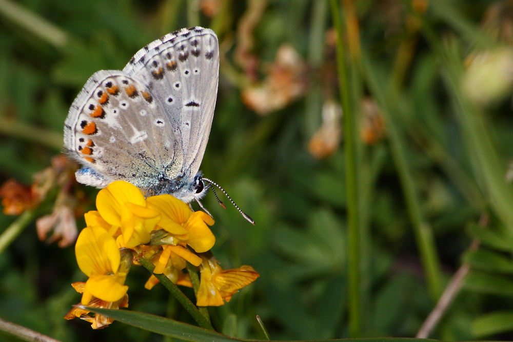 Polyommatus bellargus ?