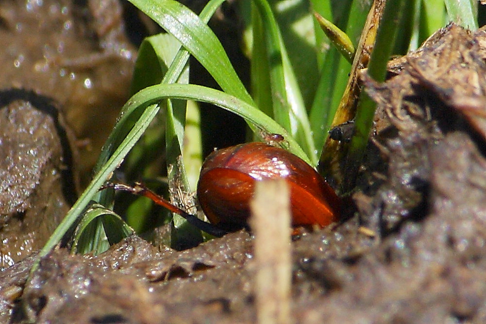 Coleotteri stercorari di 3 generi diversi