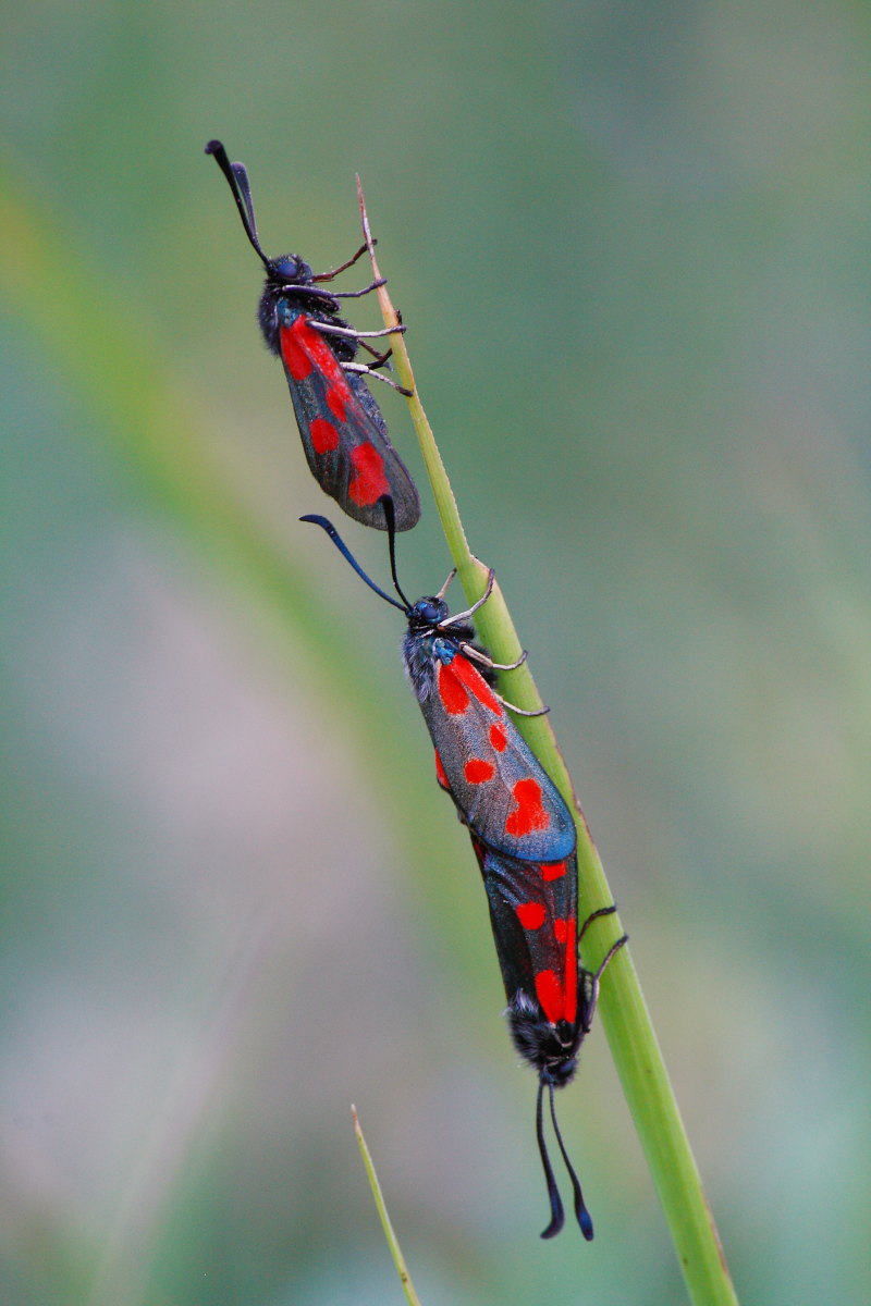 Zygaena loti?