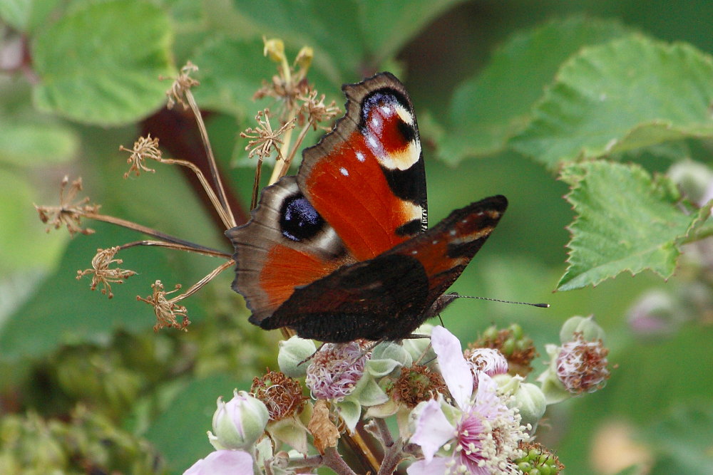 Aglais io sul Monte Conero