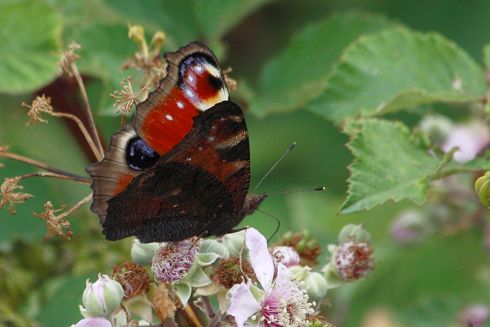 Aglais io sul Monte Conero