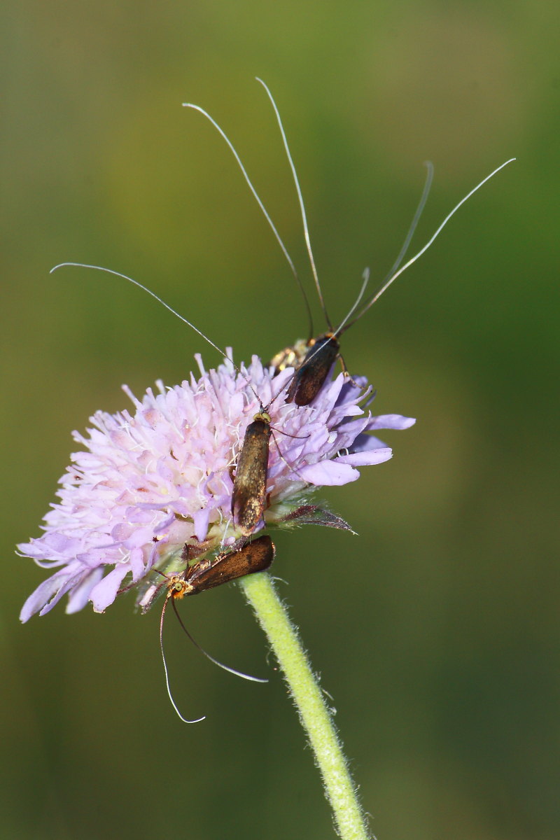 Nemophora metallica ?