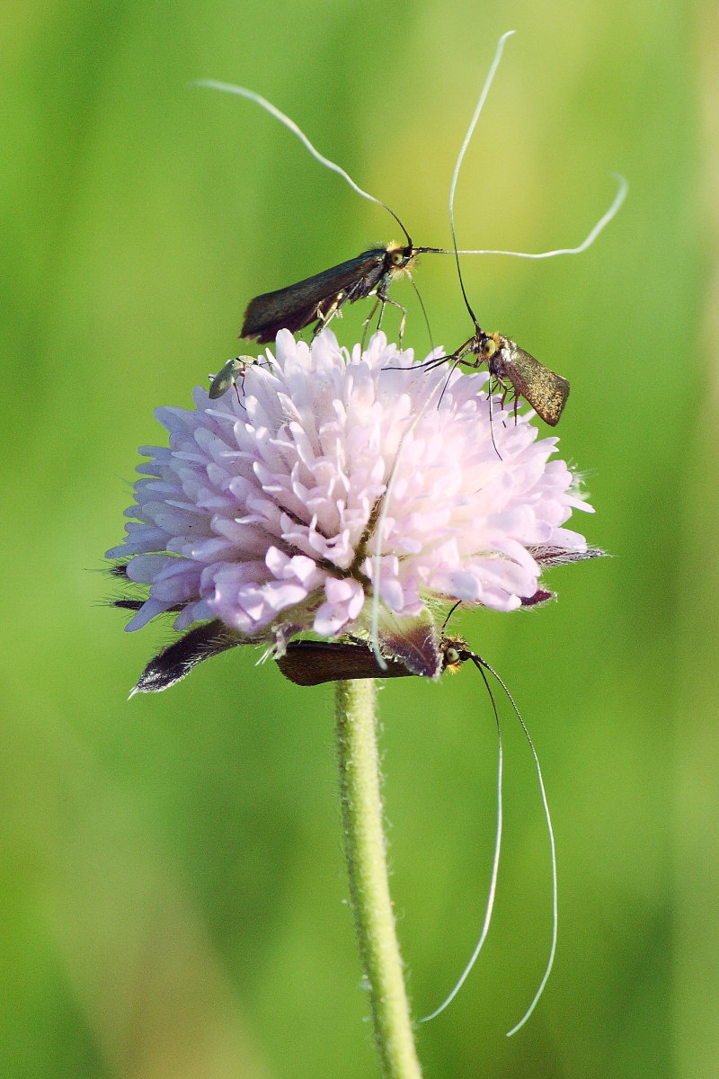 Nemophora metallica ?