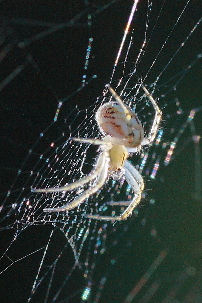 Mangora acalypha