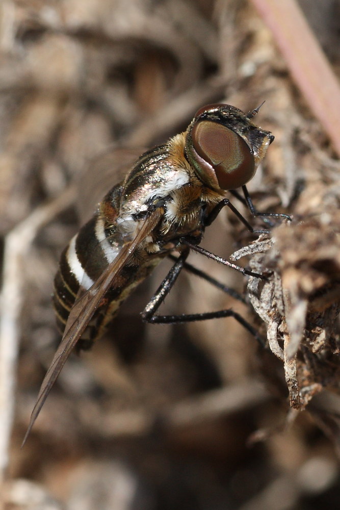 Bombyliidae da identificare