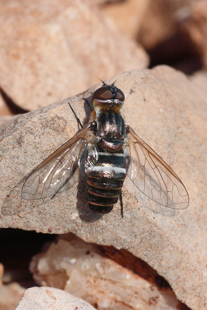 Bombyliidae da identificare