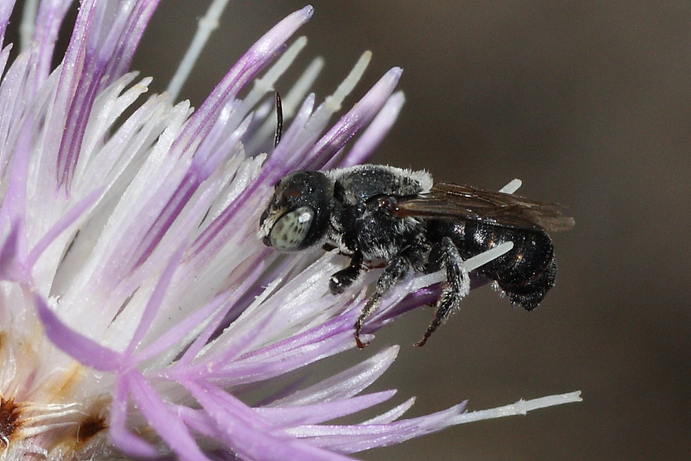 maschio di Apidae Megachilinae (cfr.)