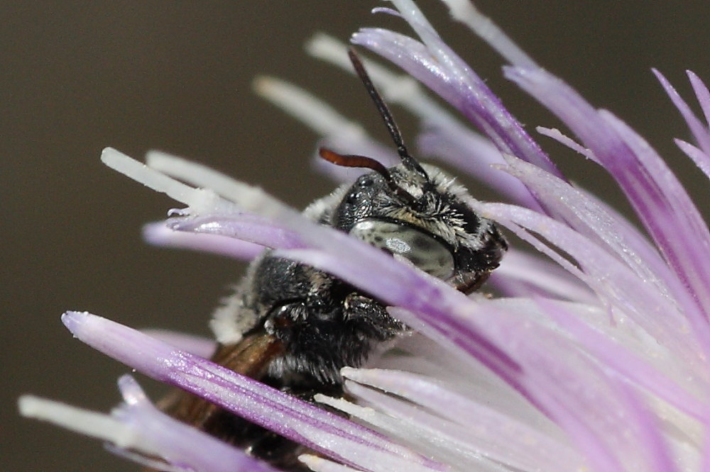 maschio di Apidae Megachilinae (cfr.)