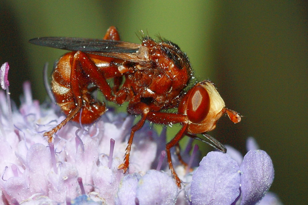 Conopidae da identificare