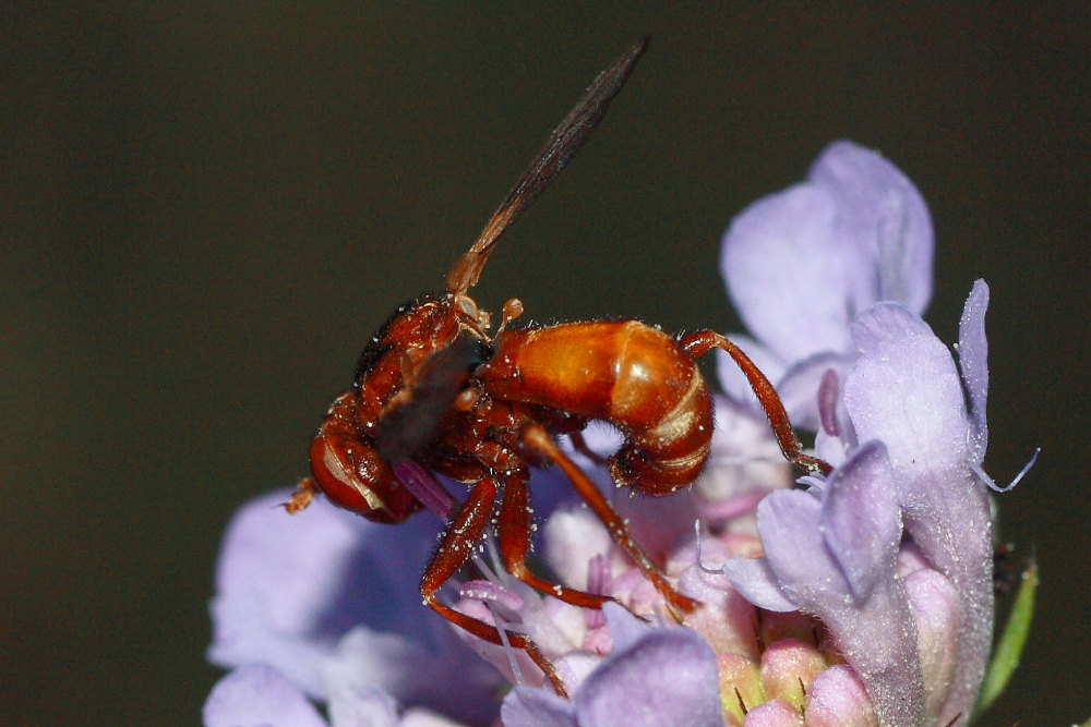 Conopidae da identificare