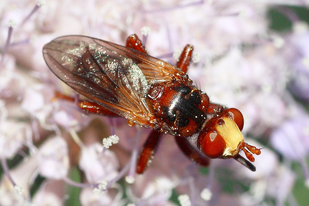 Conopidae da identificare