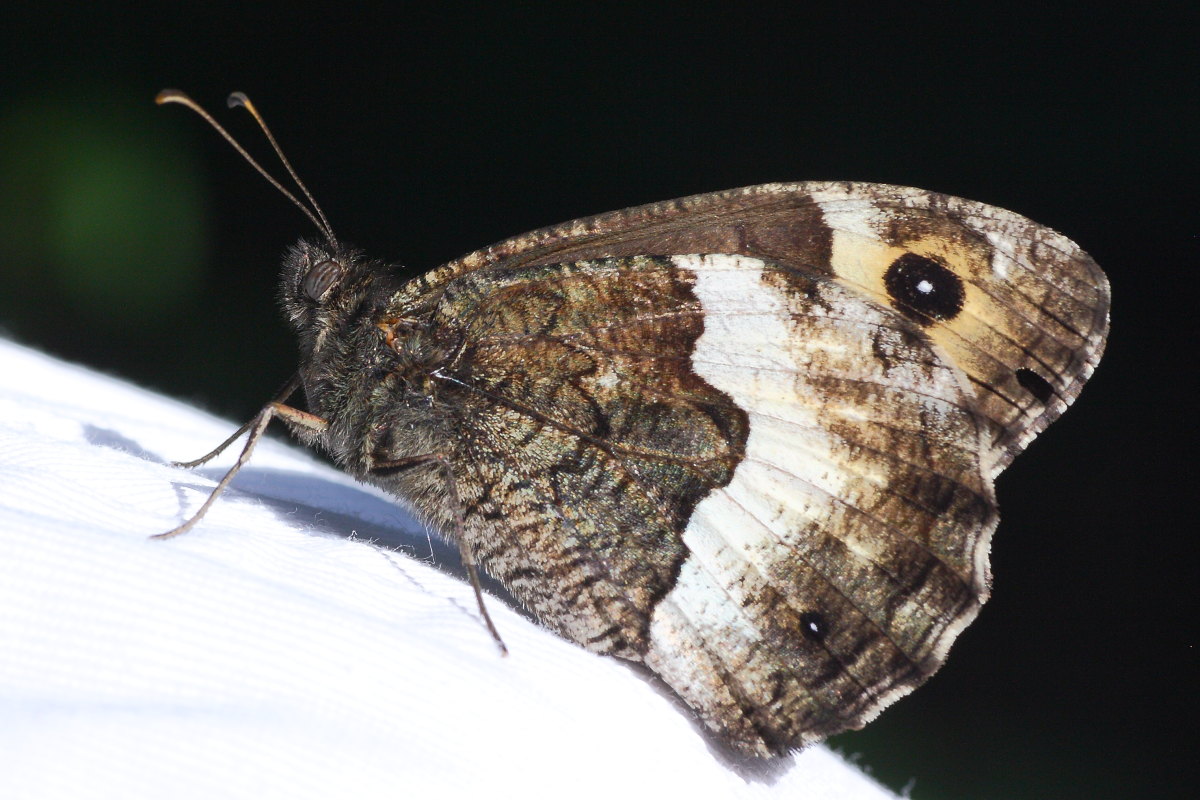 Hipparchia fagi o Hipparchia hermione? - Hipparchia sp.