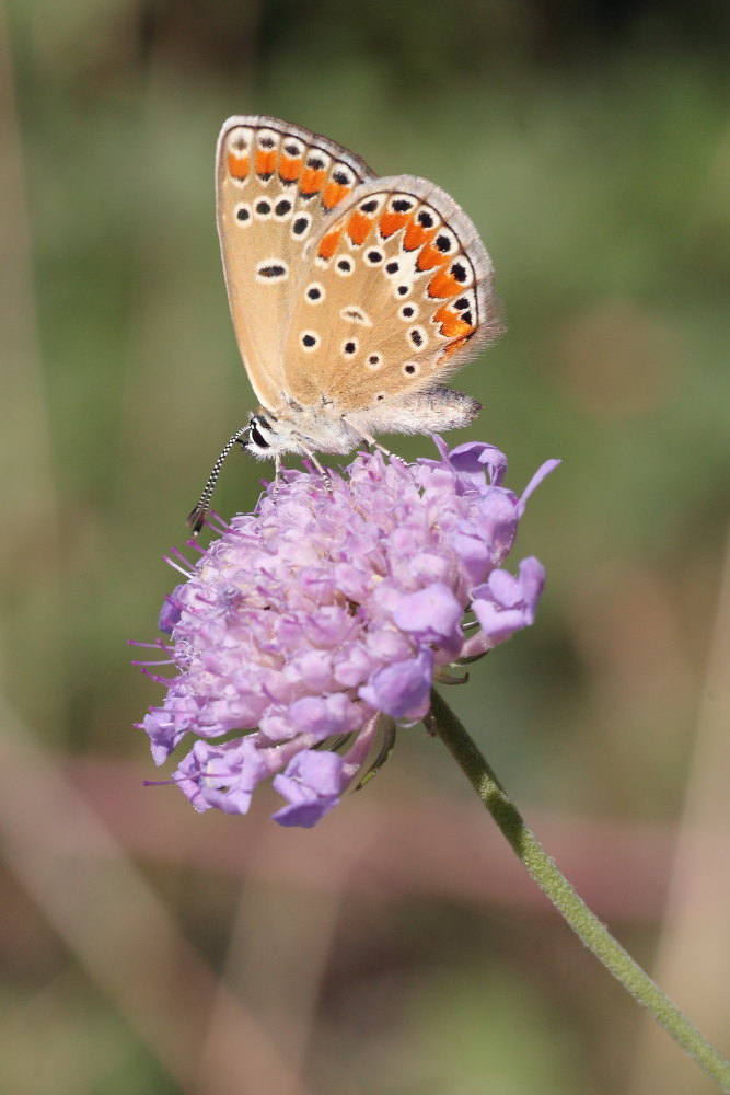 Polyommatus thersites?