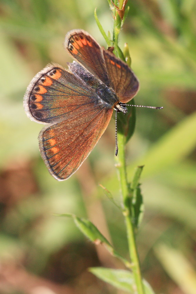 Polyommatus thersites?