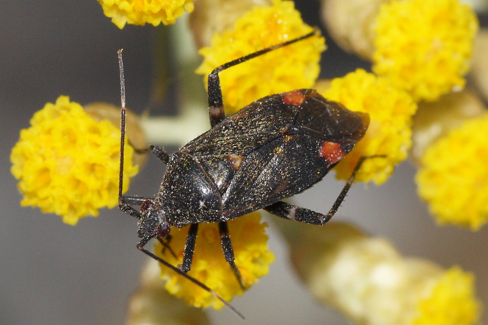 Miridae: Closterotomus cinctipes delle Marche (MC)