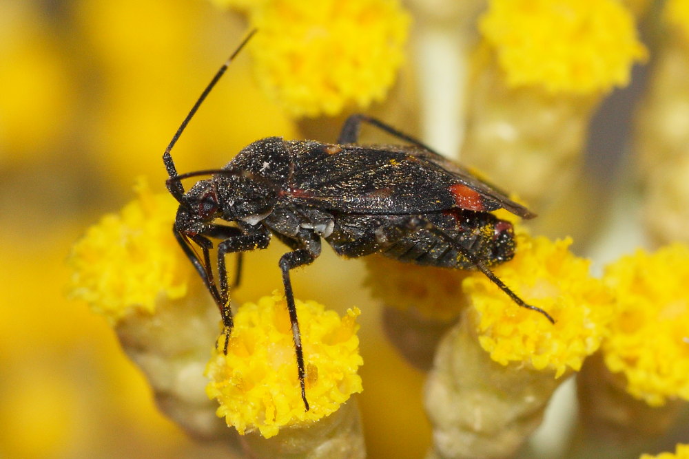 Miridae: Closterotomus cinctipes delle Marche (MC)