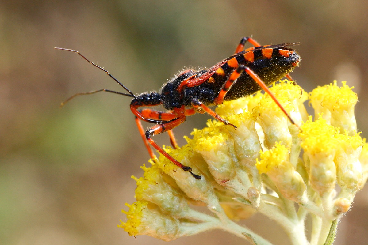 Reduviidae: Rhynocoris cuspidatus delle Marche (MC)