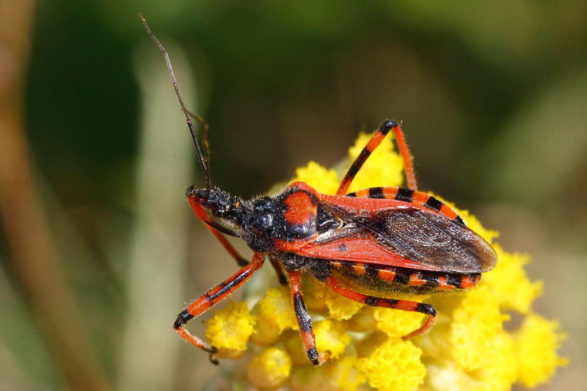 Reduviidae: Rhynocoris cuspidatus delle Marche (MC)