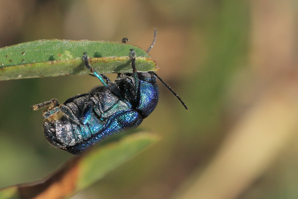 Cryptocephalus sericeus ?