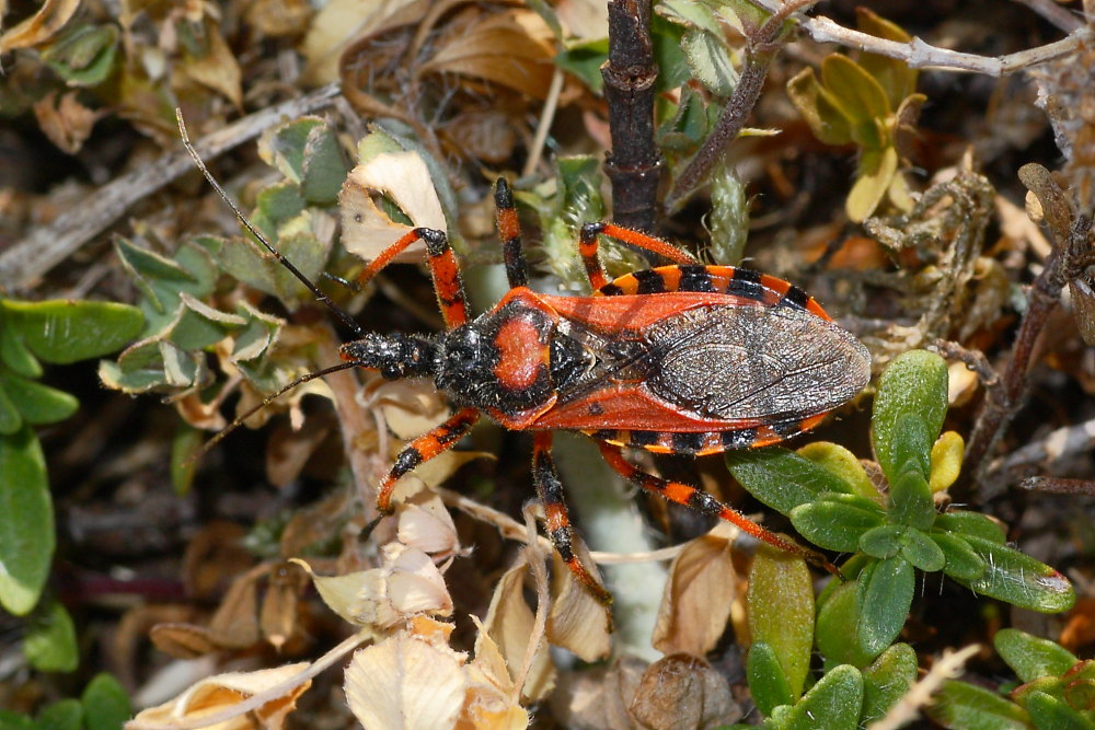 Reduviidae: Rhynocoris cuspidatus delle Marche (MC)