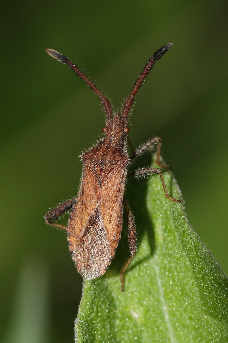 Coreidae: Coriomeris denticulatus delle Marche (AN)