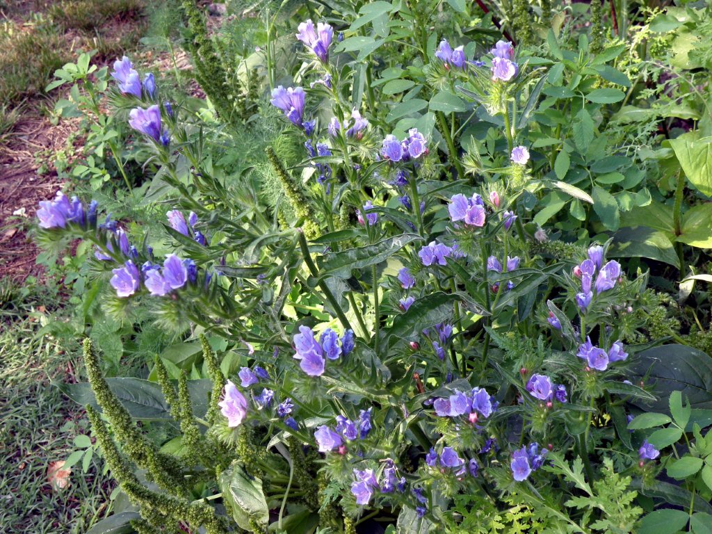 Echium sp.