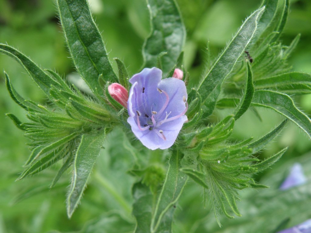 Echium sp.