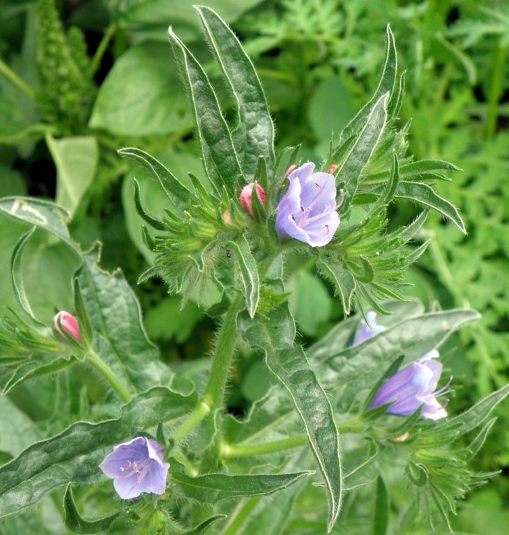 Echium sp.