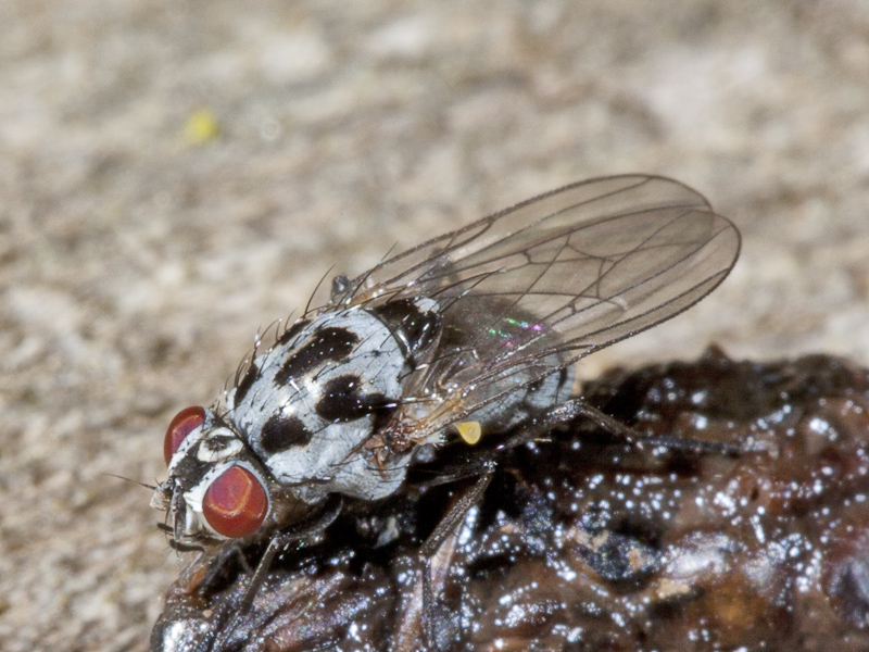 Anthomyia ?