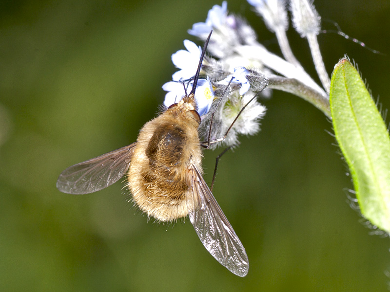 altro  bombyliidae