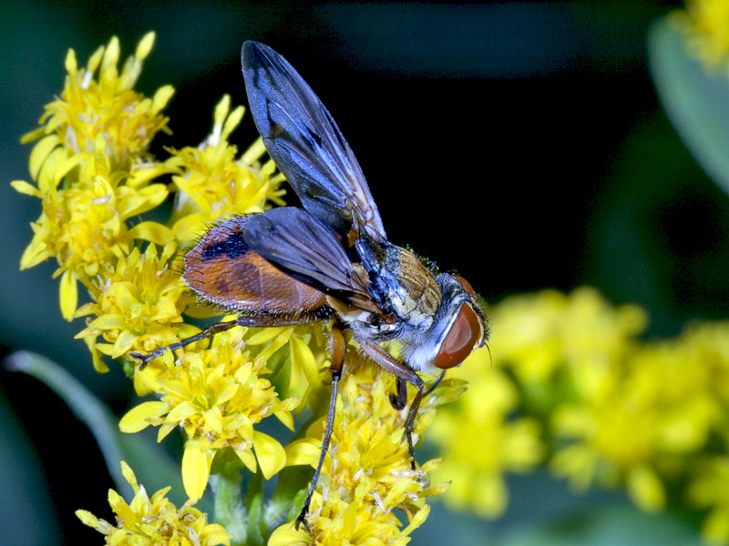 maschio di Ectophasia crassipennis