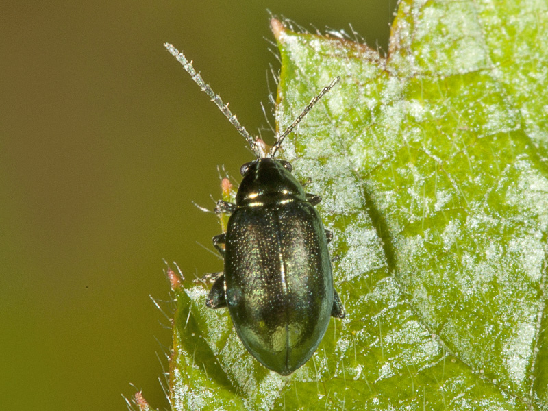 Chrysomelidae ?