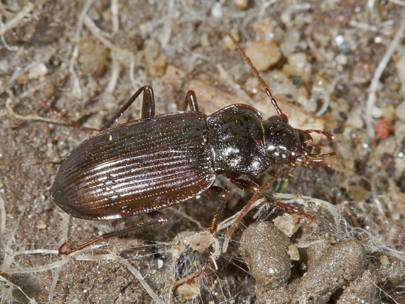 carabo - Nebria brevicollis