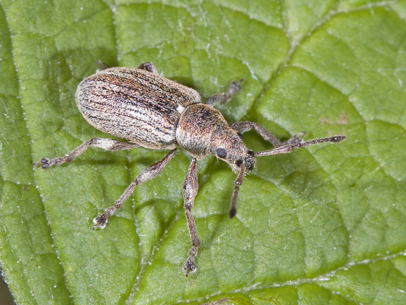 Phyllobius pyri