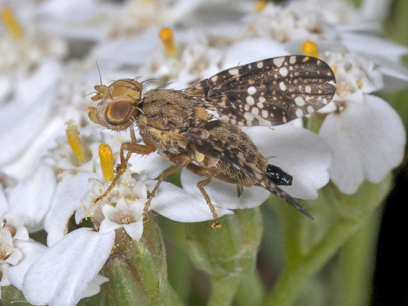 Tephritidae?