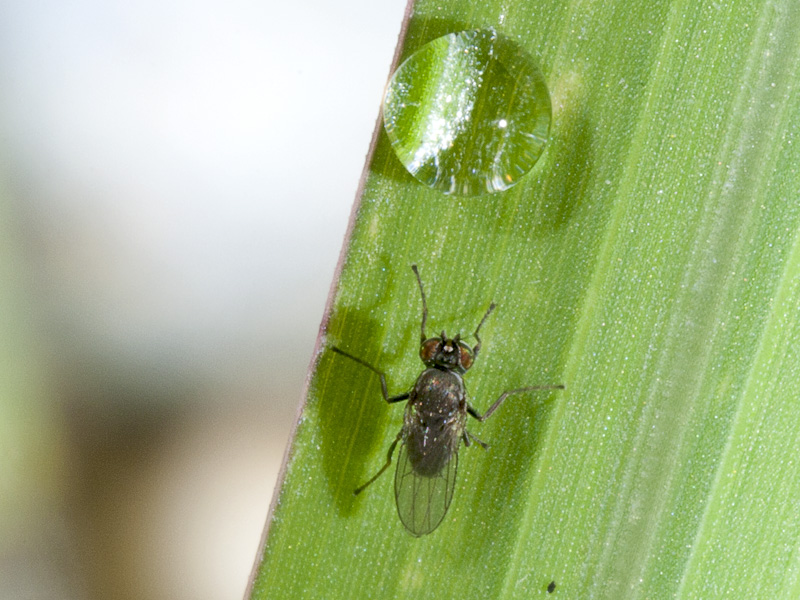 Ephydridae: Hydrellia sp.