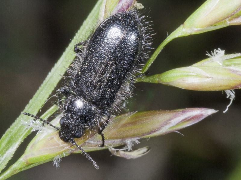 Enicopus sp.