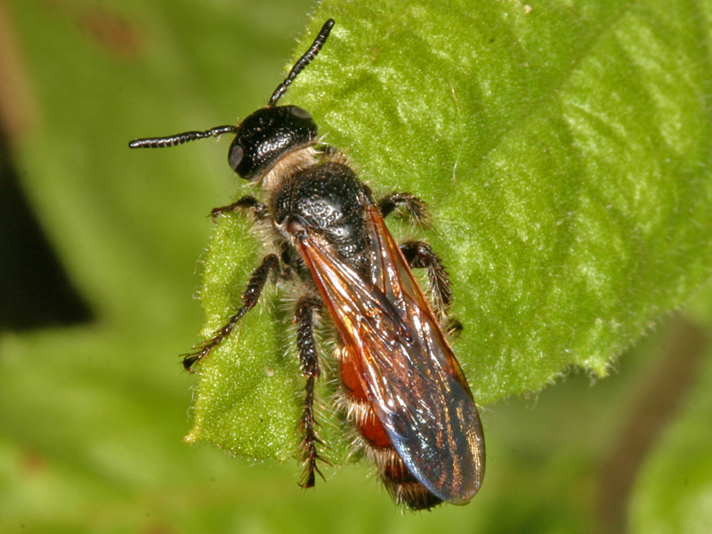 Probabile Colpa quinquecincta con addome rosso