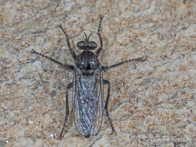 asilidae?